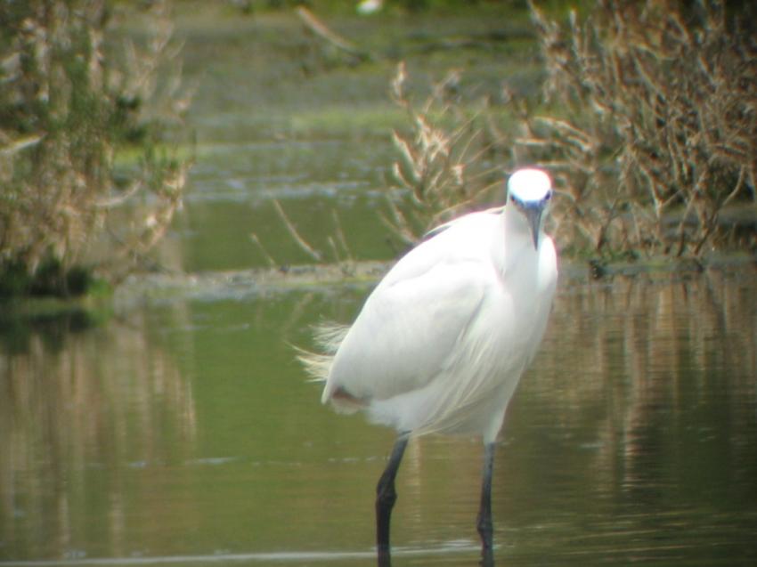 Aigrette Garzette