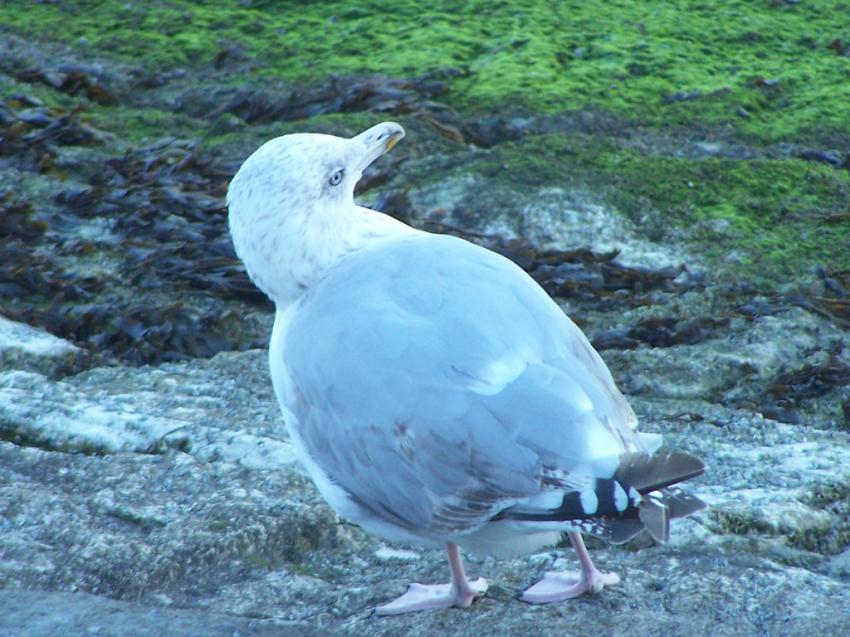 une mouette