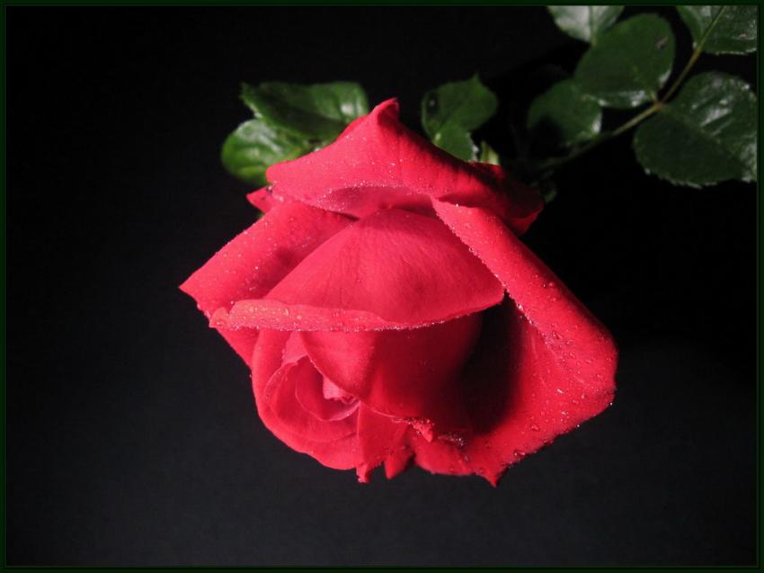 Rose rouge 12a
