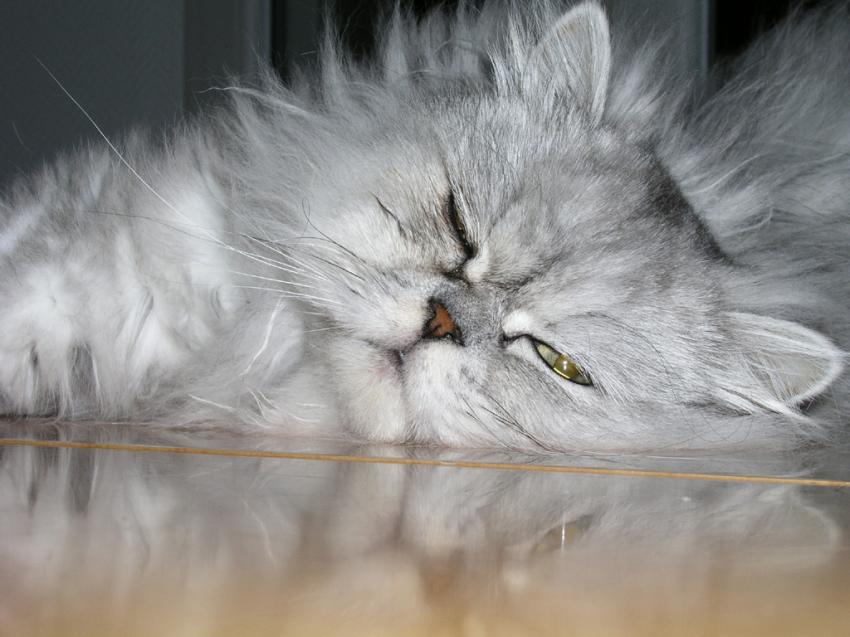 Chat