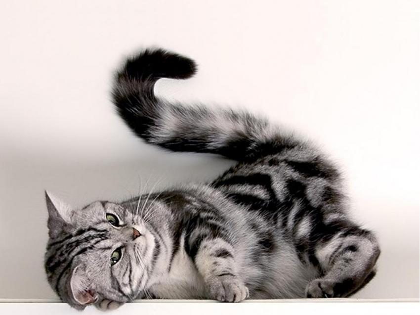 Chat