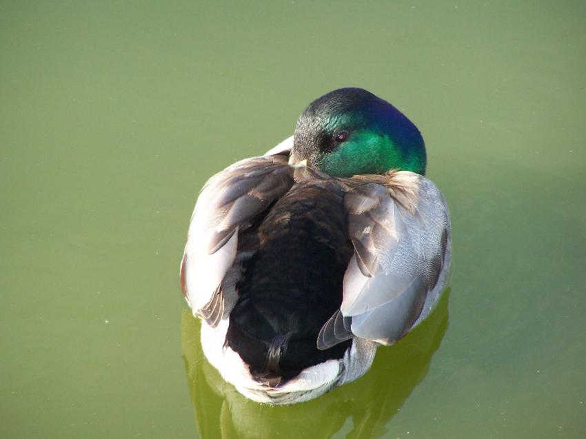 canard