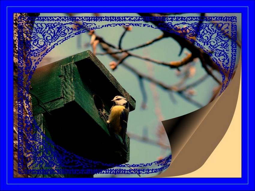 mésange bleu