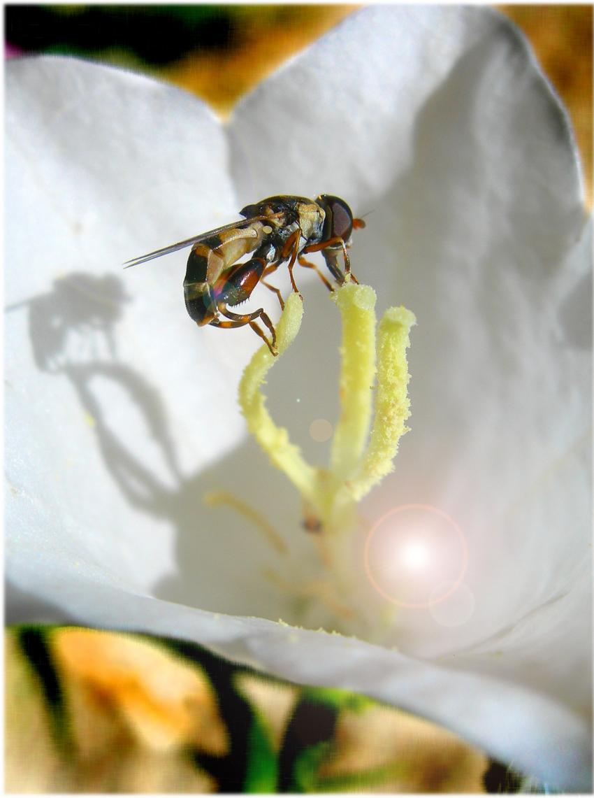 insecte dans campanule