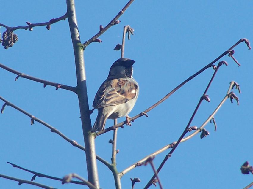 moineau