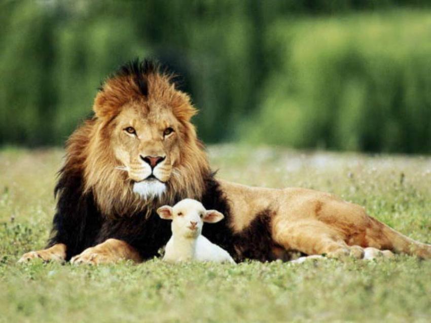 Lion & the Lamb