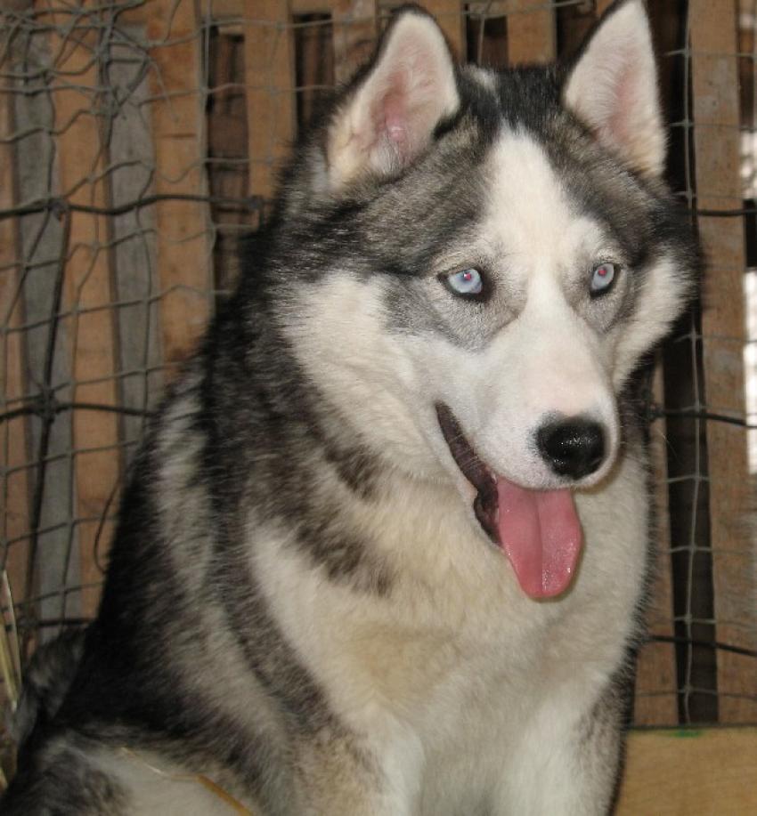 huskie sibrien