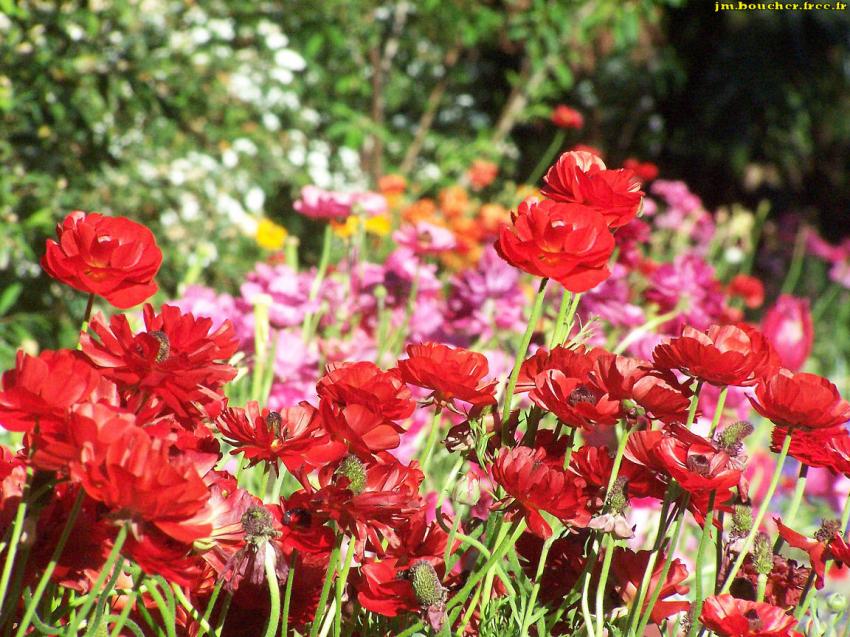 Fleurs rouges du printemps austral.