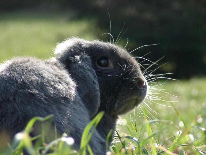 Lapin