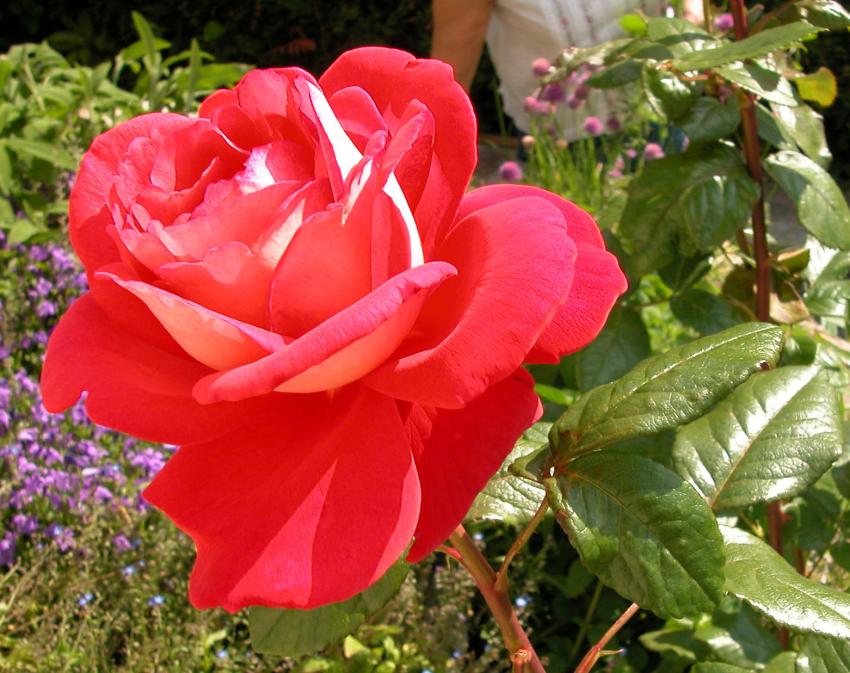 rose la plus belle