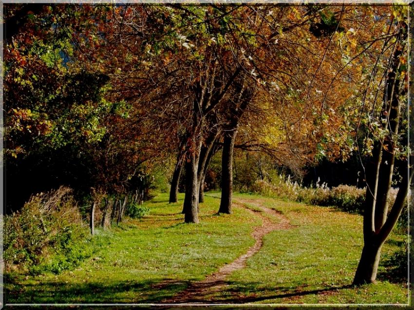 chemin d'automne