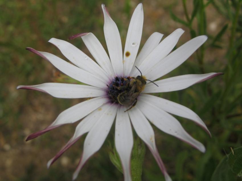 Fleure Blanche