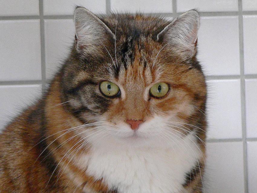 Chat