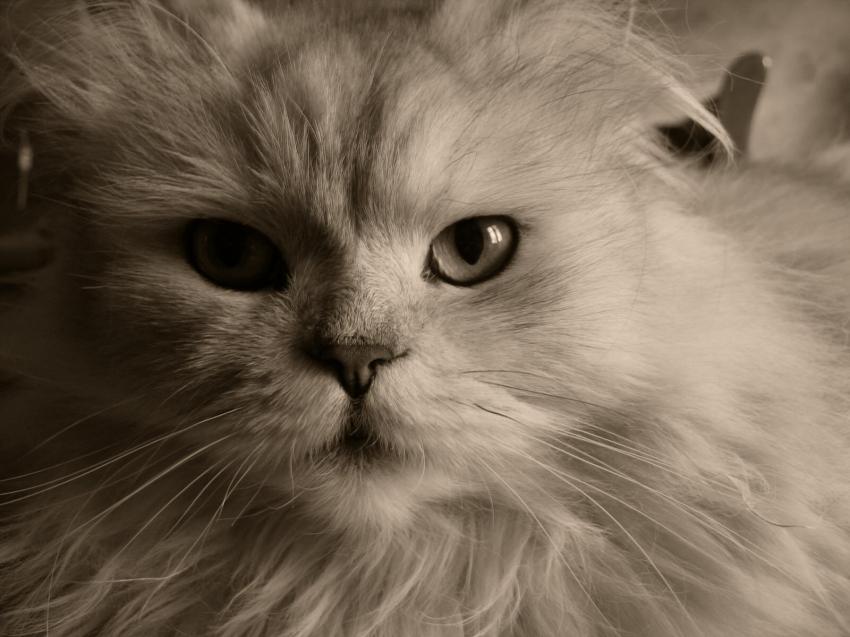 Chat