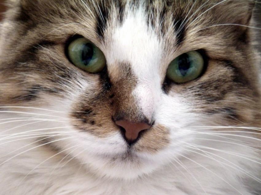 Chat