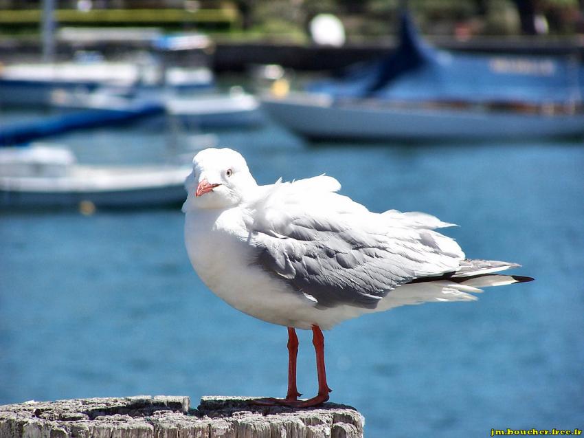 Mouette debout