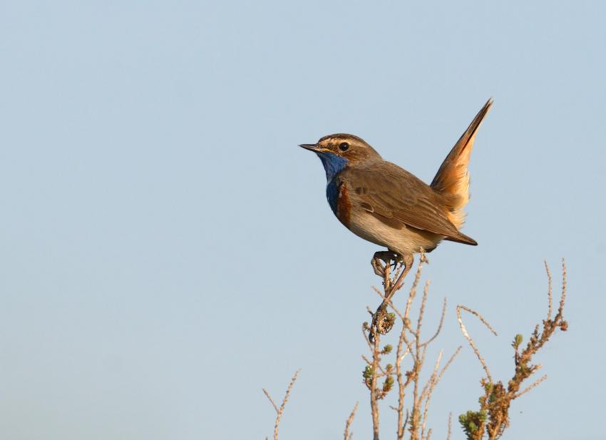 gorge bleue