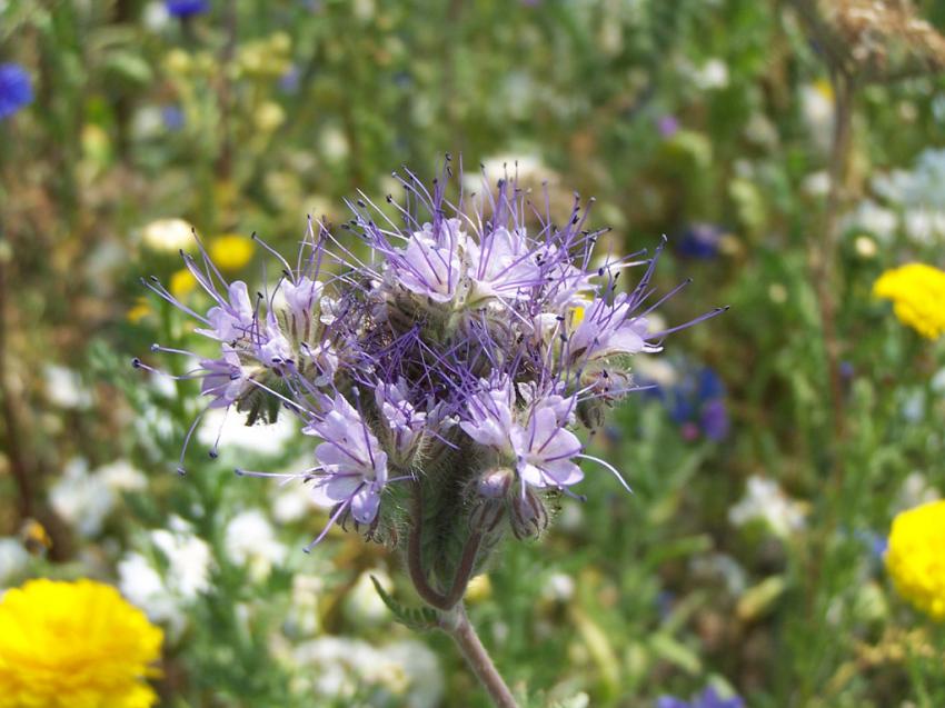 une fleur sauvage !!