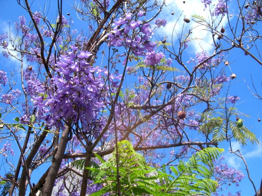 Arbres en fleurs