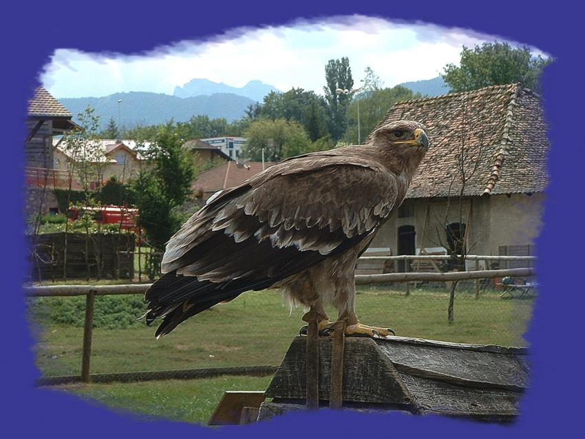 aigle