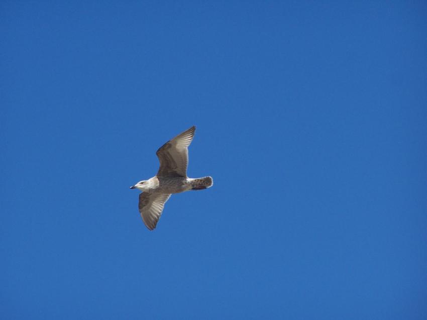 une mouette