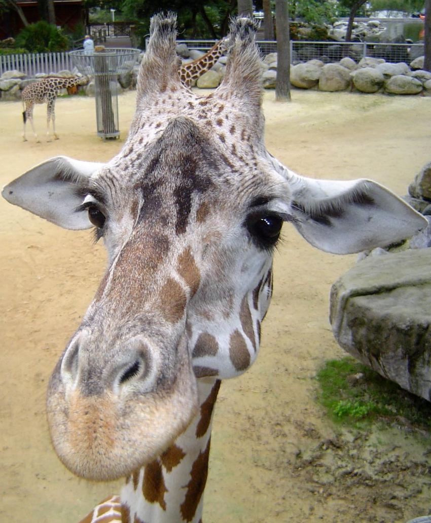 Girafe curieuse