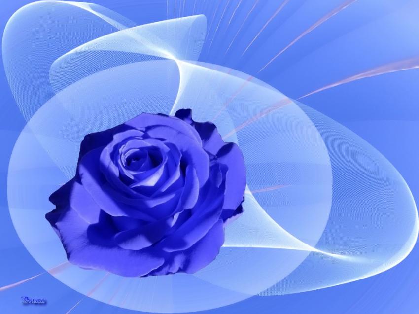 Rose bleue