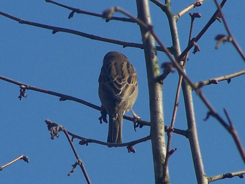 un moineau