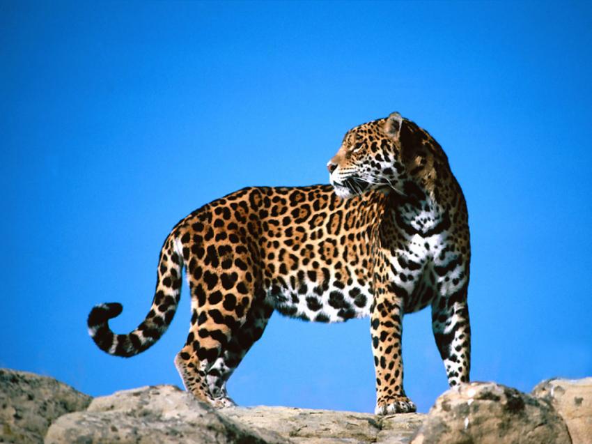 Lopard