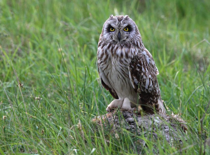 hibou des marais