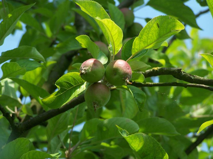 dans le pommier de mon jardin