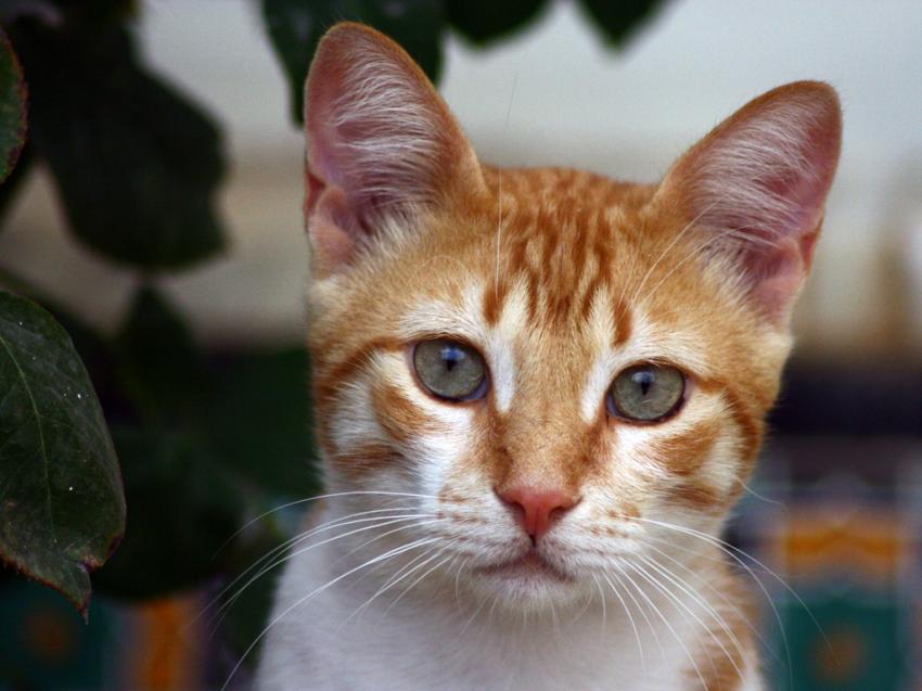 Chat