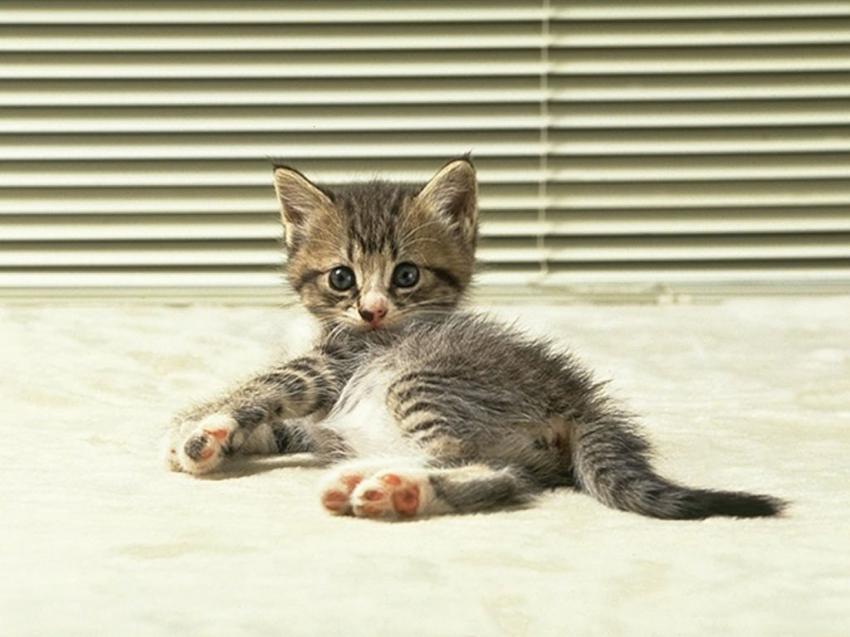 Chat