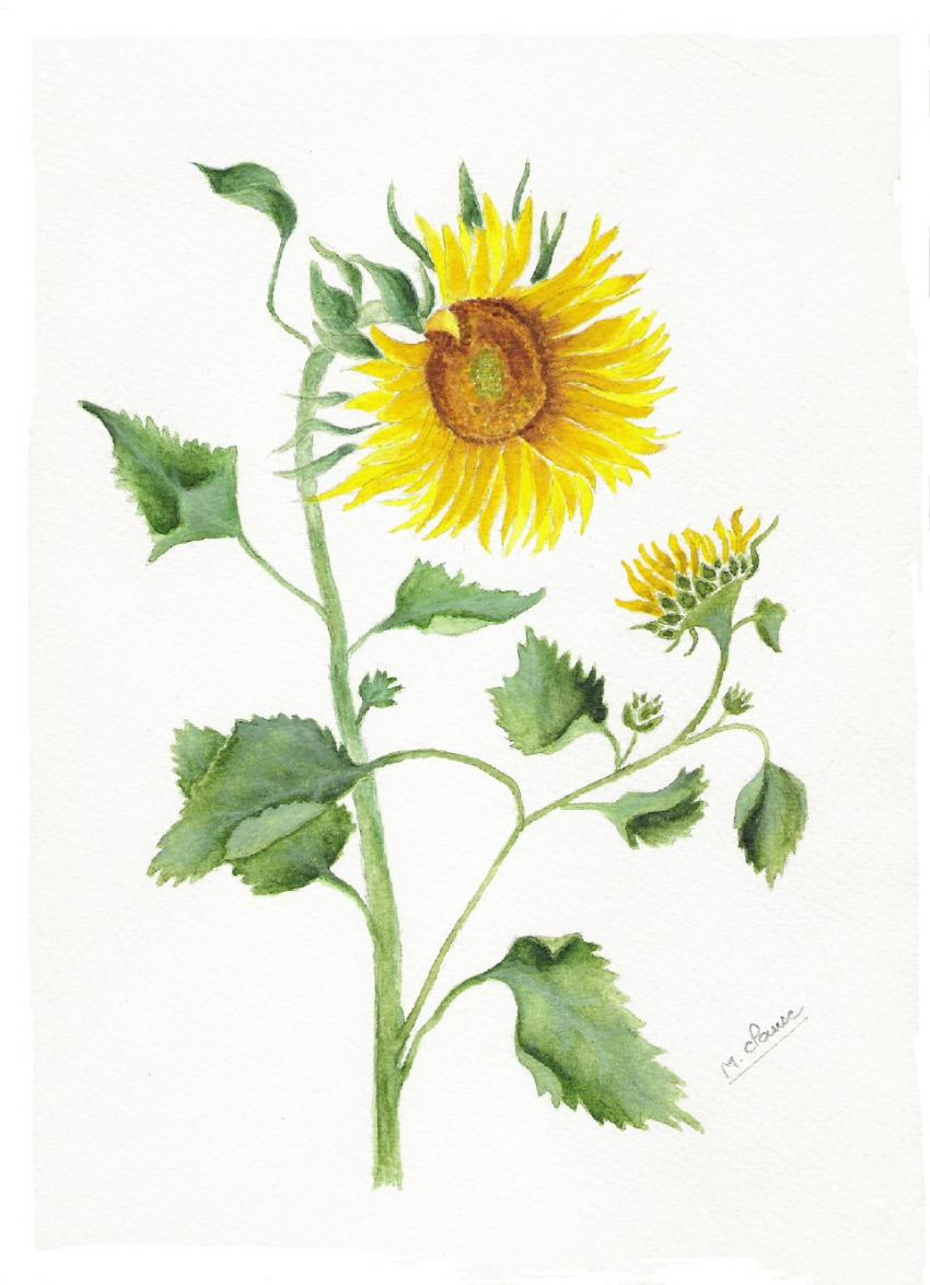 tournesol