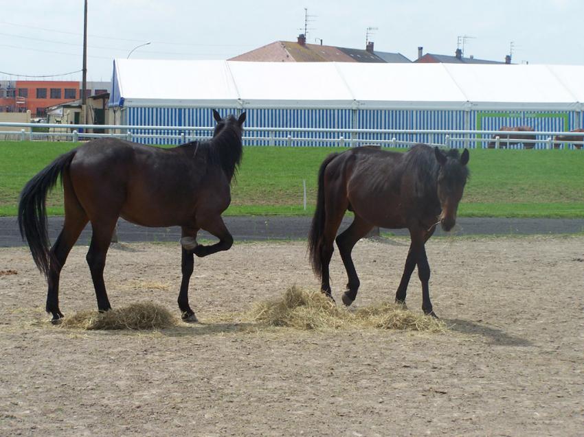 dans un hippodrome