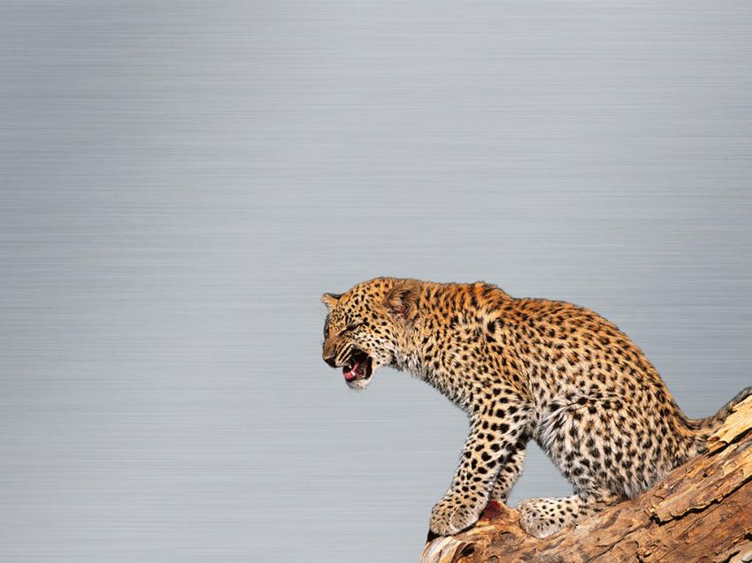 Lopard