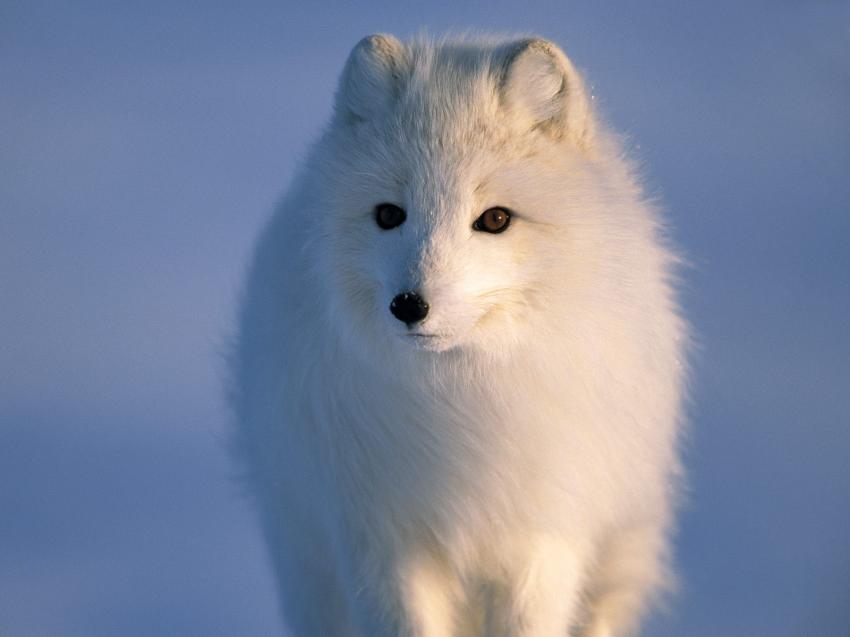 Renard