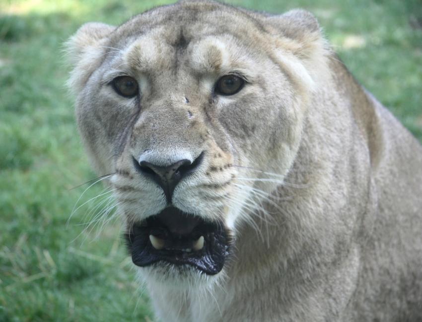 Lionne