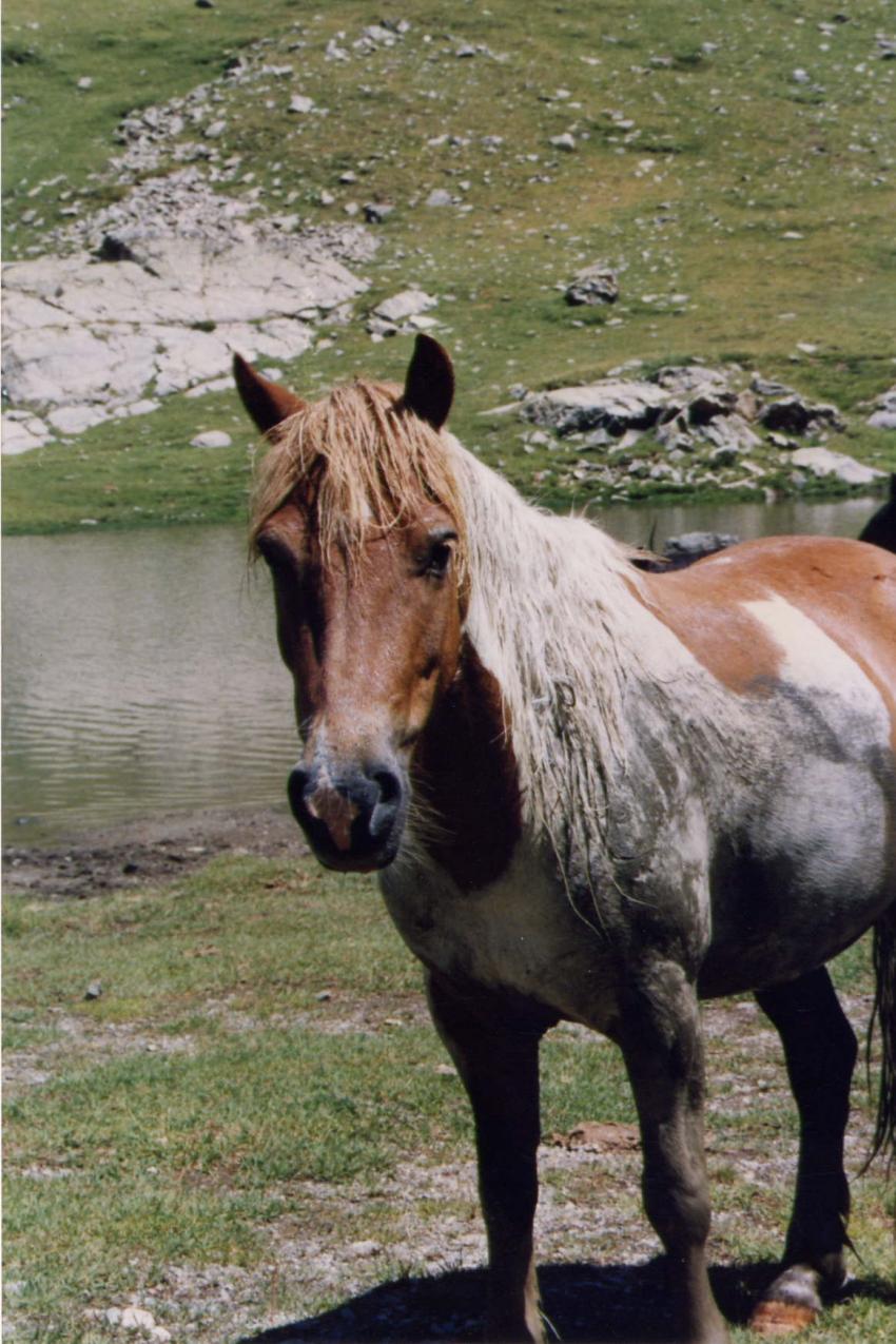 Cheval en libert dans les Pyrnes