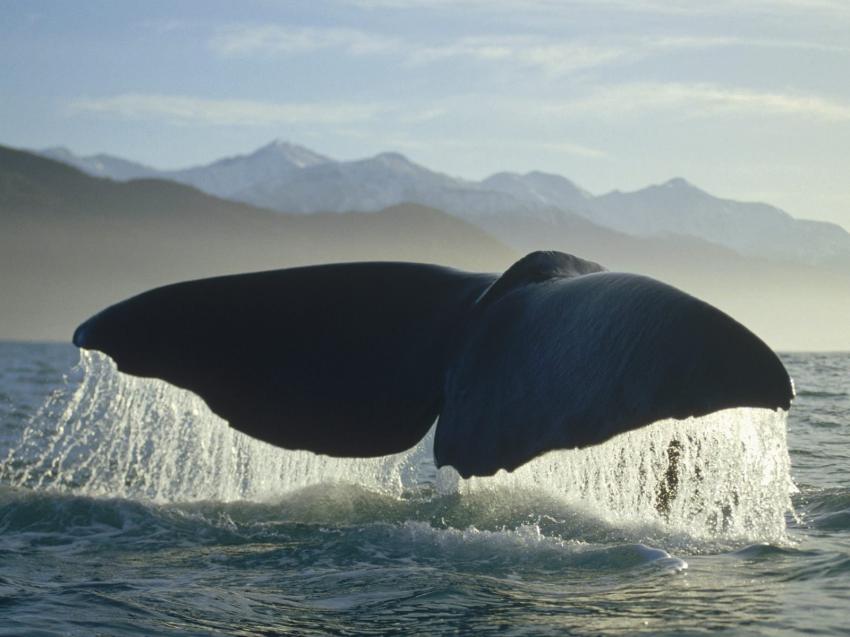 Baleine