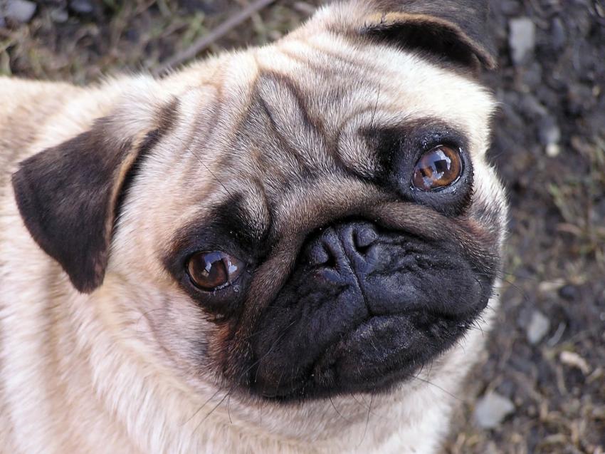 Chien