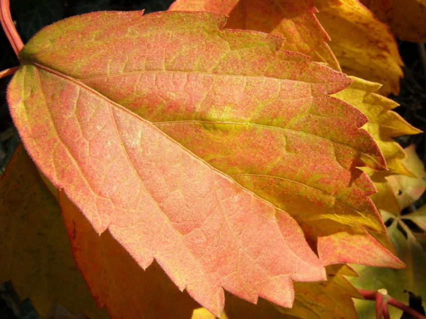 Feuille  81007