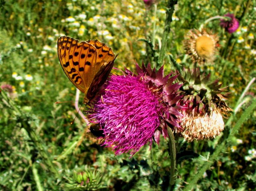 fleur et papillon