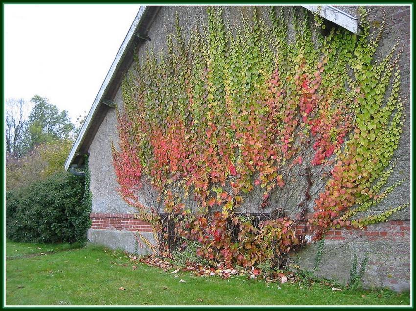 Vigne vierge en automne