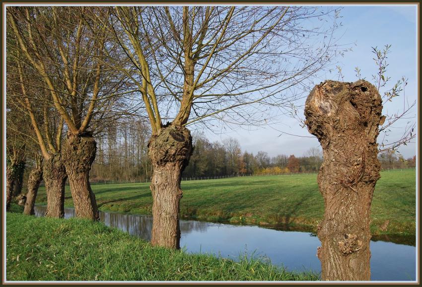 La Somme et les vieux saules