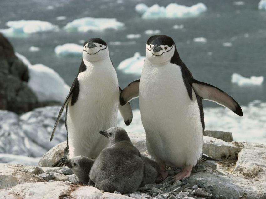 Penguin