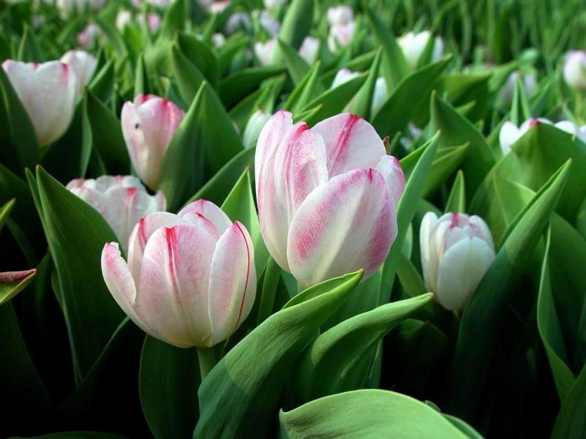 Fleurs