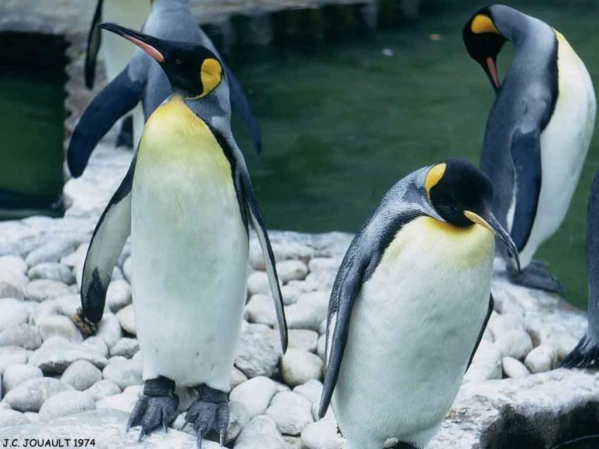 Penguins