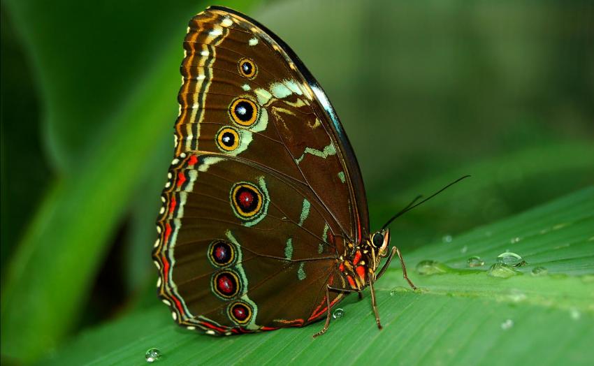 Papillon