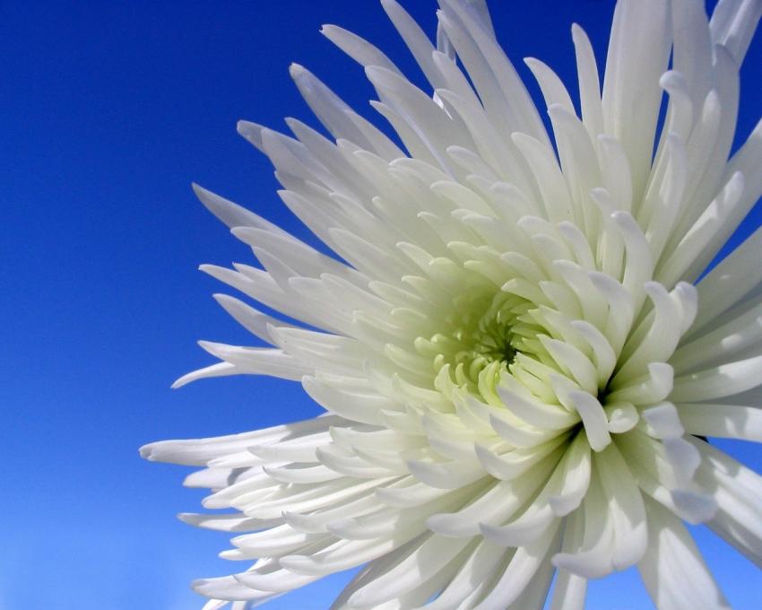 fleur blanche